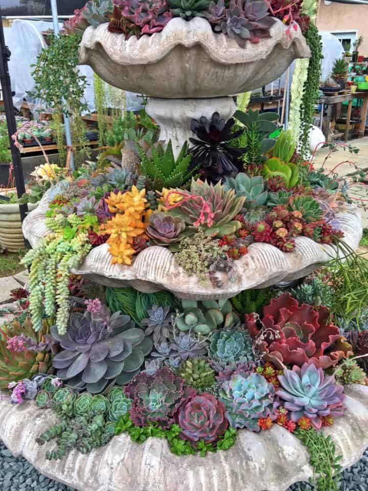 succulent fountain